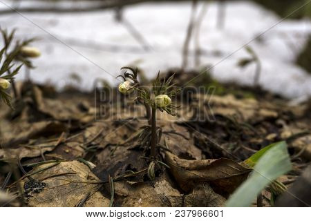 Unopened Buds Of Snowdrops Anemone Uralensis (