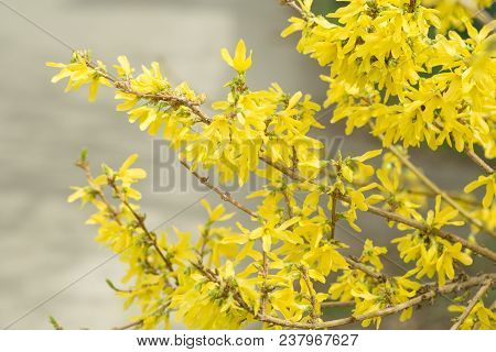 Forsythia Flowers Golden Bell, Border Forsythia (forsythia X Intermedia, Europaea) Blooming In Sprin