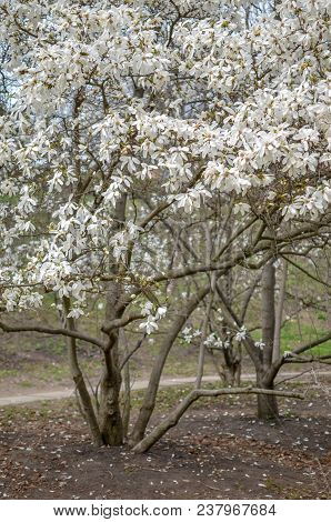Flowering Beautiful White Magnolia In Spring Park Of Kyiv, Uraine