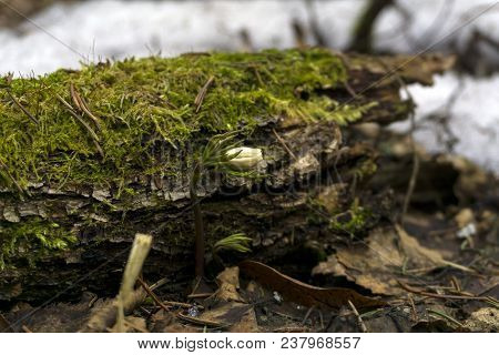 Tiny Bud Of Snowdrop Anemone Uralensis (