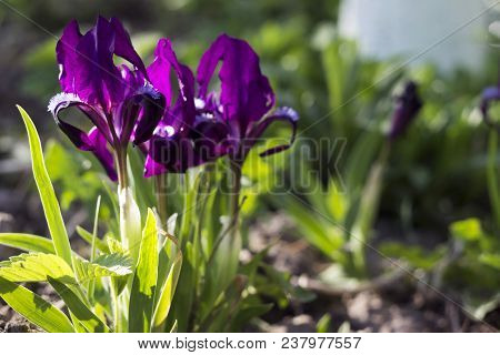 Violet Undersized Irises Blossom In The Garden Against The Backg