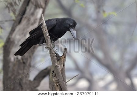 Indian Jungle Crow Sitting On A Dry Branch At The Edge Of A Forest Grove On A Winter Day