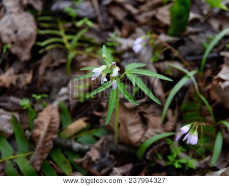 Dainty Pink Flowers And Toothed Green Leaves Of A Cutleaf Toothwort Emerging On A Forest Floor In Sp