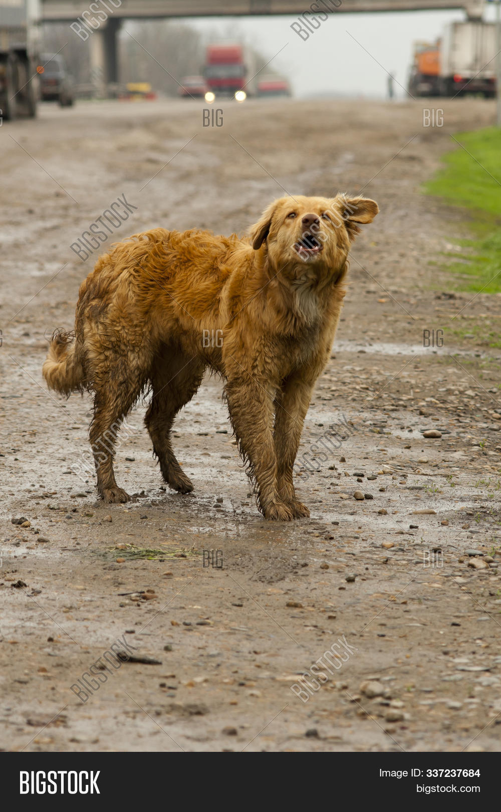Stray Dog On Side Road Image & Photo (Free Trial) Bigstock