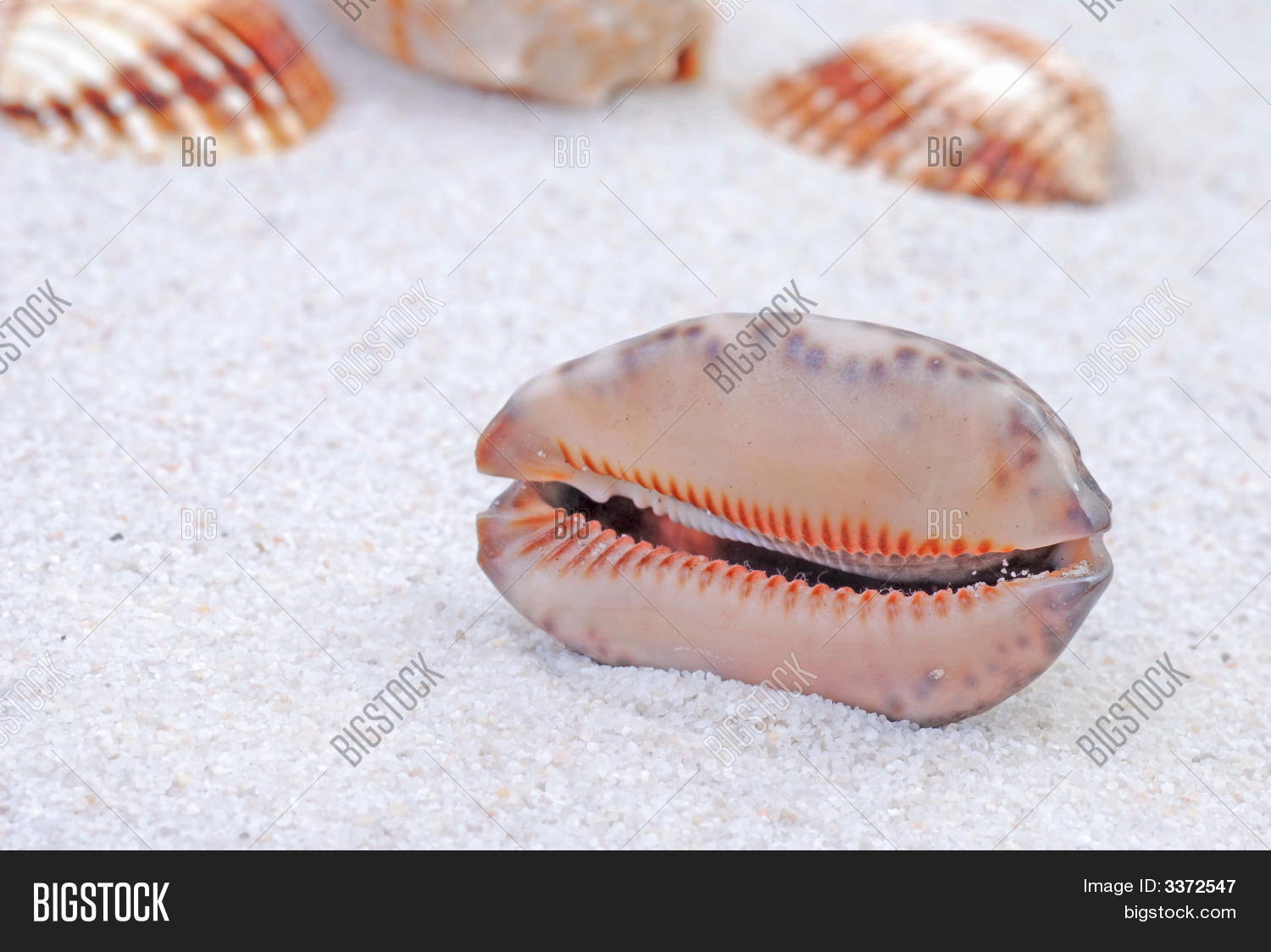 Image Preview