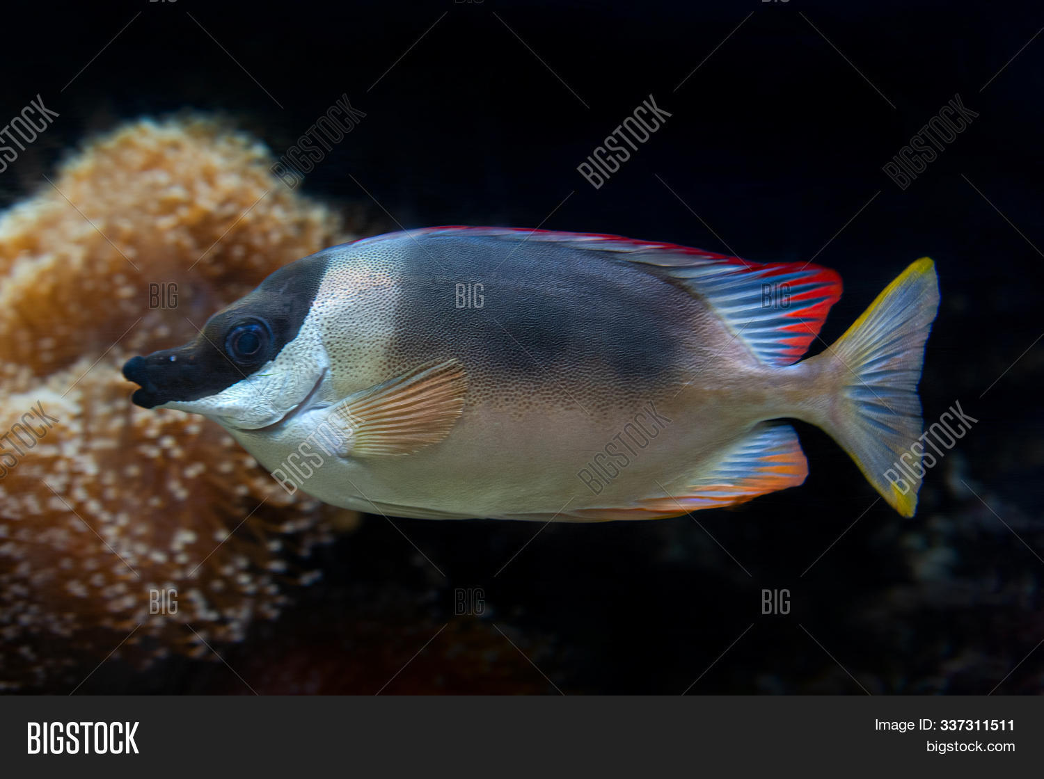 Image Preview