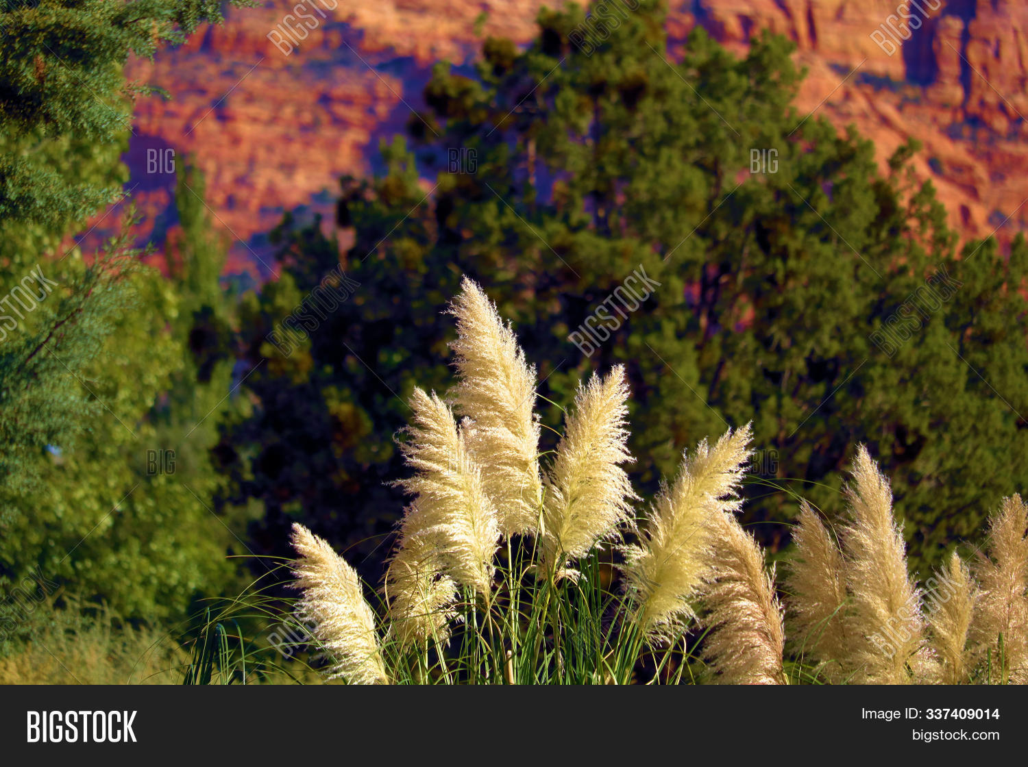 Pampas Grass Plant Image & Photo (Free Trial) Bigstock