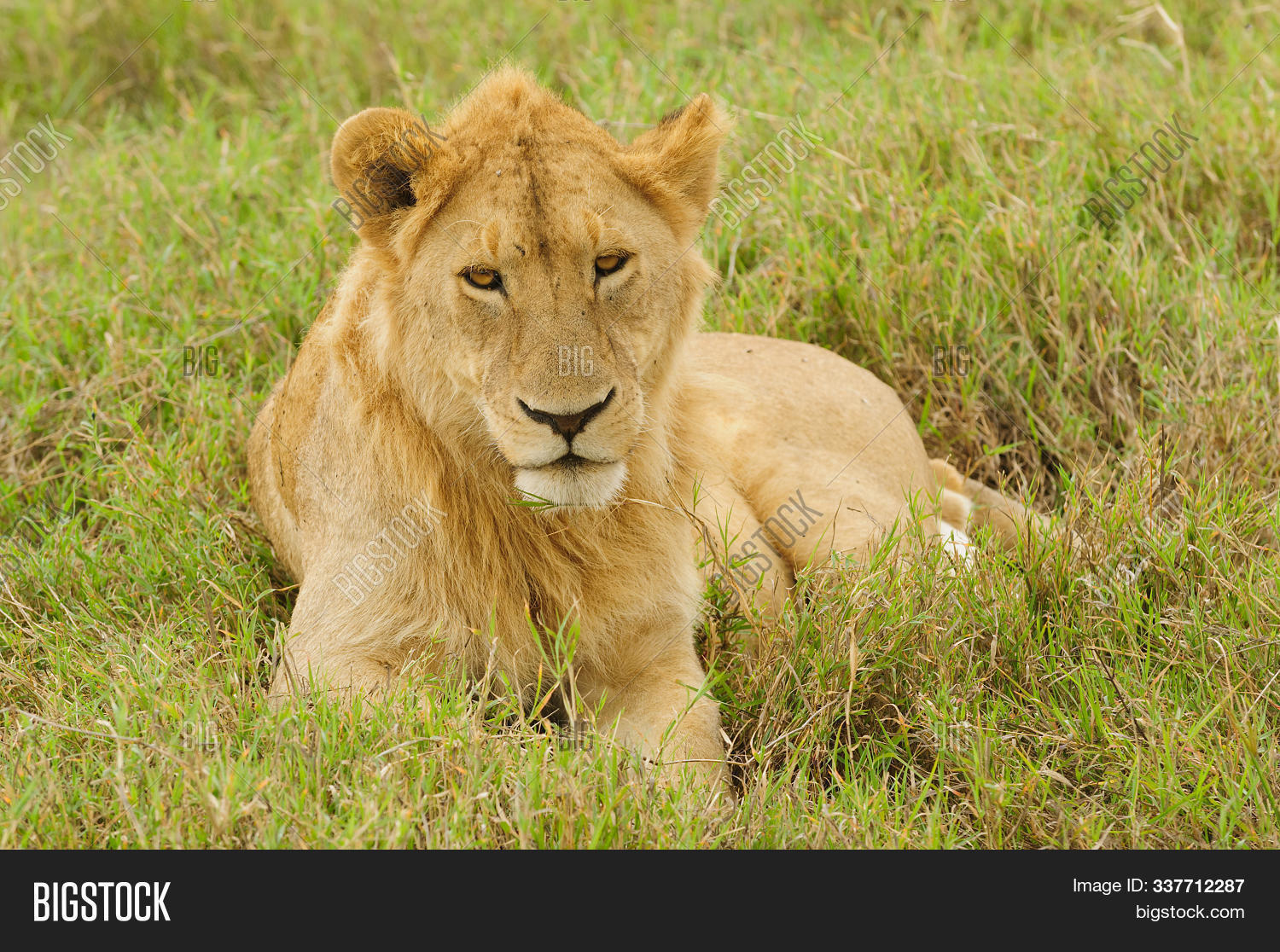 Closeup Lion Pride ( Image & Photo (Free Trial) Bigstock