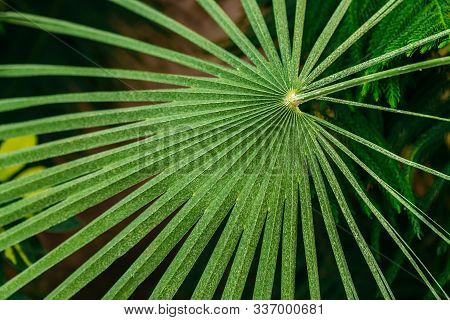 Green Leaves Of Chamaerops Humilis In Botanical Garden.