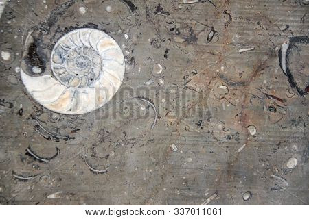 Petrified fossil ammonite shell in stone. Copy space for text