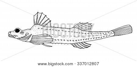 Sea Poacher. Black Hand Drawing Outline Vector Image.