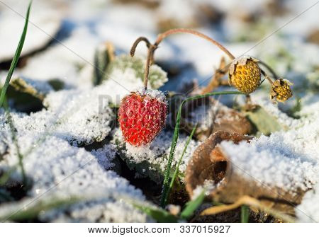 Remontant Strawberries In Late Autumn Late November, Red And Yellow Berries Covered With Snow, Dry L