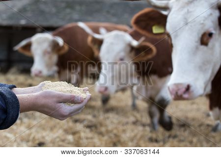 Farmer Feeding Simmental Cows With Dry Feed From Hands
