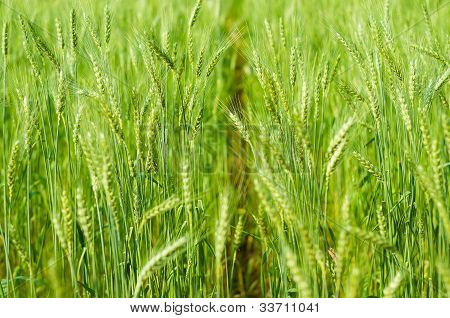 Çiftlikteki doğa ışık yeşil arpa