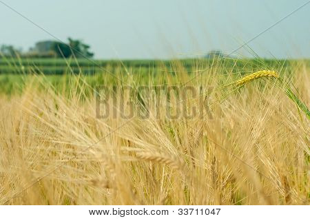 Çiftlikteki doğa ışık yeşil arpa