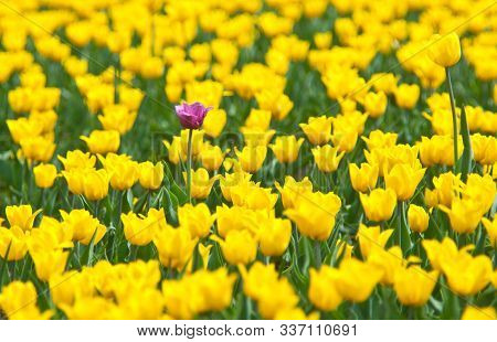 Field Of Yellow Tulips With One Pink Tulip