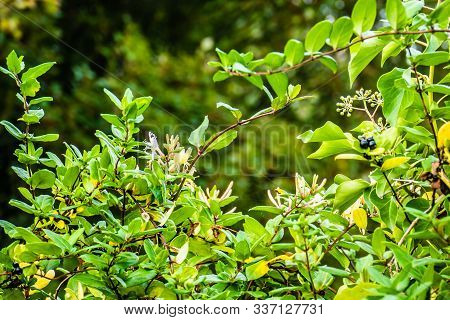 Fall Hedge Of Honeysuckle With Soft Yellowflowers And Black Berries