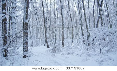 Branches Of Trees Covered With Thick Layer Of Snow. Frozen Time In Winter Forest. Trees In Snow In W