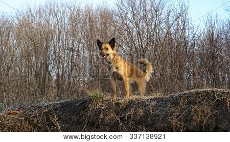 Little Dog In A Autumn Landscape. Dog In The Forest Prepares To Jump. Her Name Is Matilda