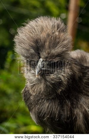 Fluffy Blue Silkie Farm Chicken Hen Exploring The Yard