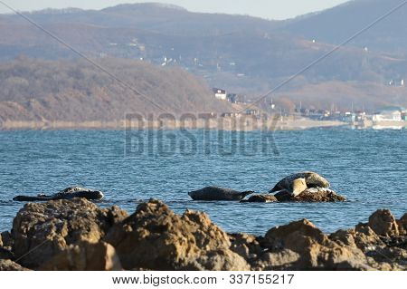 Seals (spotted Seal, Largha Seal, Phoca Largha) Laying On The Rocky Reef In Sea Water In Autumn Suns