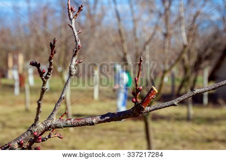 Fresh Pruned Twig With Bud Before Chemical Protection. Farmer In Protective Clothing And Gas Mask Sp