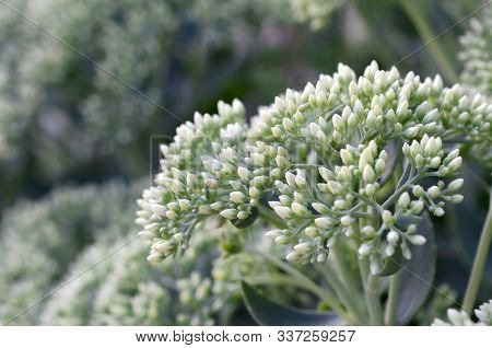 Lot Of Blooming Hylotelephium Telephium White Flowers With Green Leaves And Stems