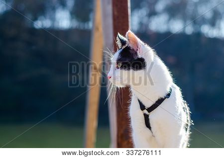 Curious Bicolor Cat Looking To The Horizon