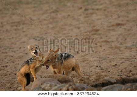 The Pair Of Black-backed Jackal (canis Mesomelas) Playing Close To The Waterhole In Kalahari Desert.