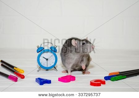 Gray Rat Or Mouse Sitting With A Blue Alarm Clock, Letters Abc, Colored Pens On A White Background W