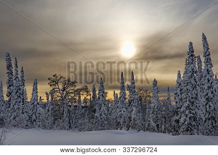 Winter Morning In The Snowy Taiga. Russia. South Of Western Siberia, A Mountain Pass Between The Alt