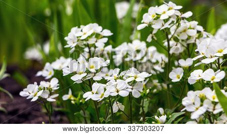 Spring Background Of White Flowers Aubrieta Between Greenery. White Flowers Aubrieta