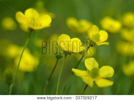 Yellow Buttercups On A Green Background On A Sunny Summer Day
