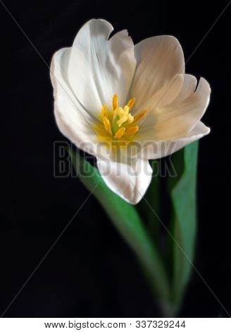 White Tulip Close Up On Dark Background