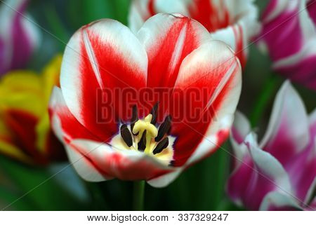 White And Red Tulip Close Up On The Background Of Other Tulips