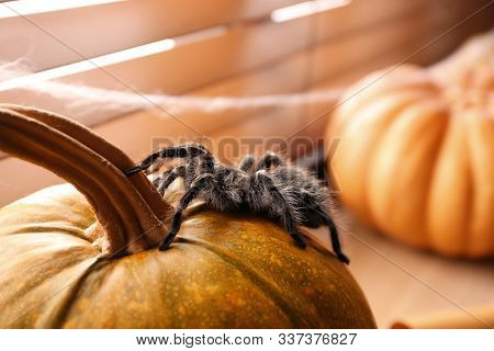 Striped Knee Tarantula On Pumpkin Near Window Indoors, Closeup. Halloween Celebration