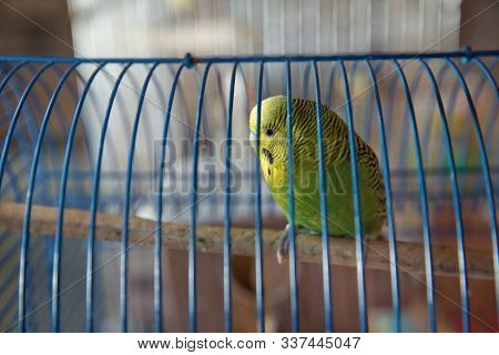 Parakeets . Green Wavy Parrot Sits In A Cage . Rosy Faced Lovebird Parrot In A Cage . Birds Insepara
