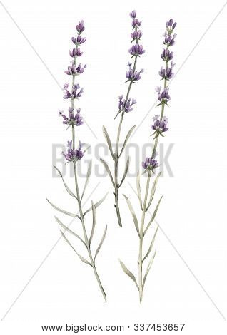 Beautiful Watercolor Floral Picture With Isolated Lavanda Flowers. Stock Hand Drawn Illustration.