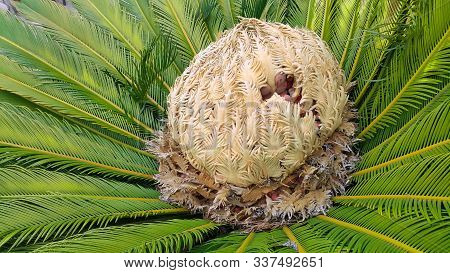 Female Cone With Fruits And Bright Green Foliage Of Cycas Revoluta Cycadaceae Sago Palm