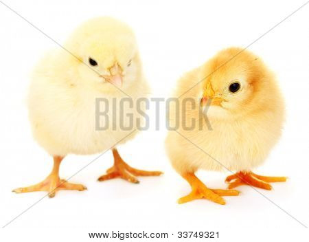 dois amarelo pouco galinhas isoladas no branco