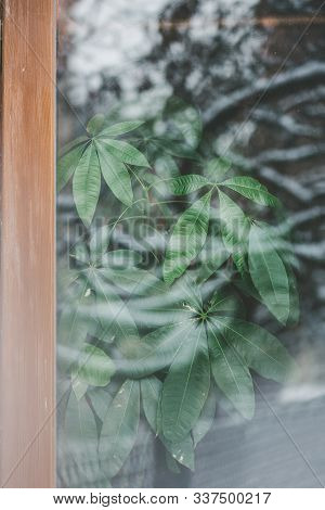 Beautiful Natural Green Background Of Pachira Leaves. Houseplant Behind Glass In Winter Weather With
