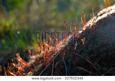 Blooming Moss Macro Photo. Spring Forest Background