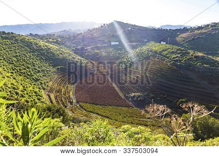 Volcanic Landscape Of Caldera De Bandama, Gran Canaria Island, Spain. Picturesque View From Pico De 