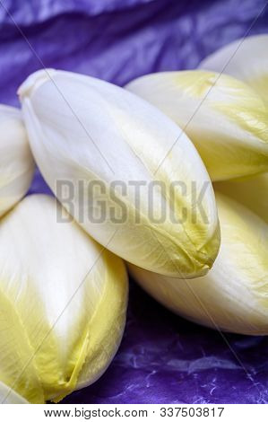 Fresh White Belgian Endive Or Chicory Heads