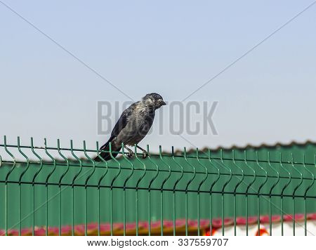 Close-up Of The Western Jackdaw (coloeus Monedula) Sitting On The Top Of Green Iron Fence