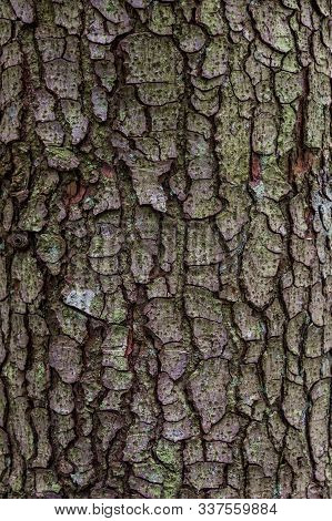 Close-up Of The Textured Bark Of Spruce Tree