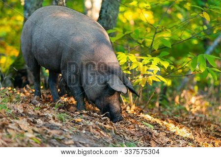 Freedom Pig Eating In The Field On Montanchez, Extremadura