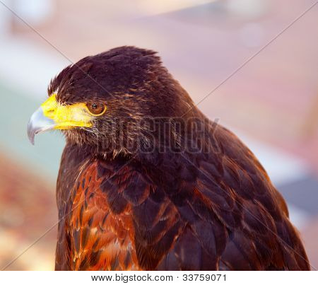 Aquila (nipalensis) pusztai sas profil arany naplemente fény