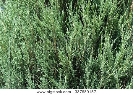 Leafage Of Juniperus Virginiana Blue Arrow In June