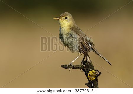 Melodious Warbler (hippolais Polyglotta), Perched On A Branch